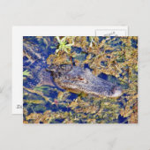 Gator Aligamps Postkarte (Vorne/Hinten)