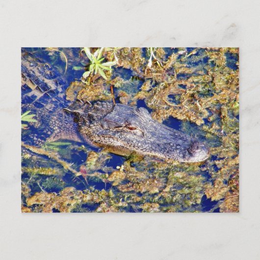 Gator Aligamps Postkarte (Vorderseite)