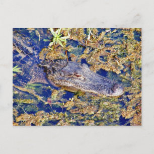 Gator Alligatoren Sümpfe Postkarte