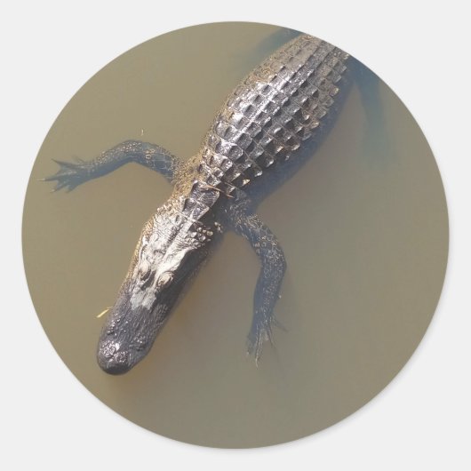 Gator Floating Runder Aufkleber (Vorderseite)