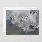 GATOR GREETINGS POSTKARTE (Vorne/Hinten)