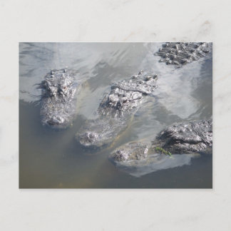 GATOR GREETINGS POSTKARTE