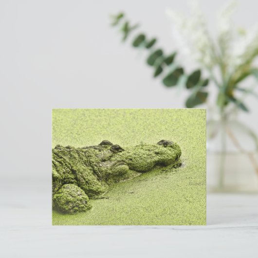 Gator - grün in Duckweed Postkarte (Stehend Vorderseite)