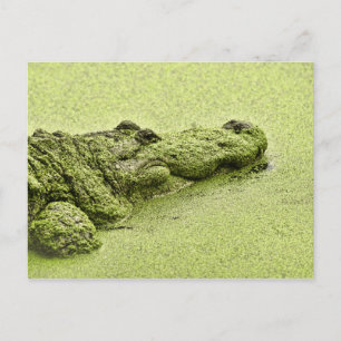 Gator - grün in Duckweed Postkarte