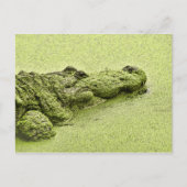 Gator - grün in Duckweed Postkarte (Vorderseite)