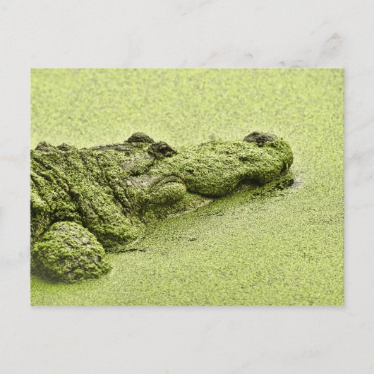 Gator - grün in Duckweed Postkarte (Vorderseite)