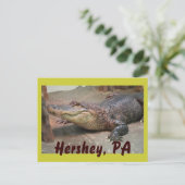 Gator Gruß von Hershey Postkarte (Stehend Vorderseite)