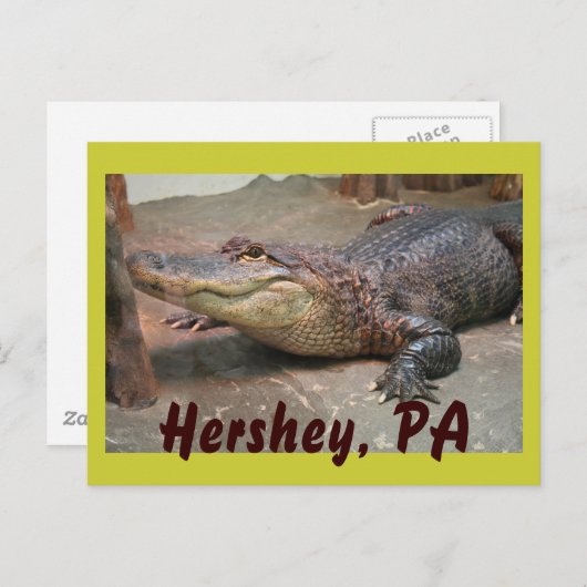Gator Gruß von Hershey Postkarte (Vorne/Hinten)