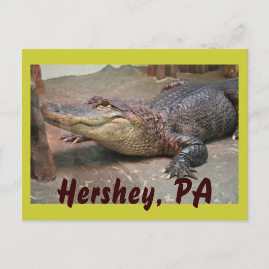 Gator Gruß von Hershey Postkarte (Vorderseite)