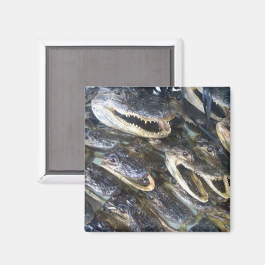 Gator Head Magnet (Vorderseite/Rückseite)