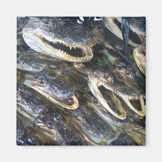 Gator Head Magnet (Vorne)