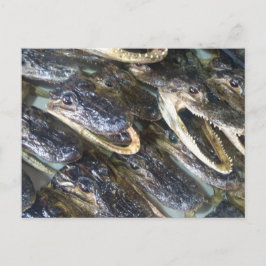 Gator Head Postkarte