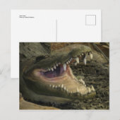 Gator Head Postkarte (Vorne/Hinten)
