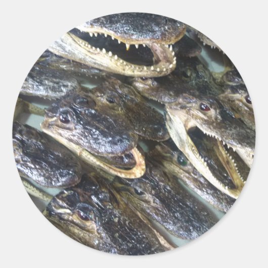 Gator Head Sticker (Vorderseite)