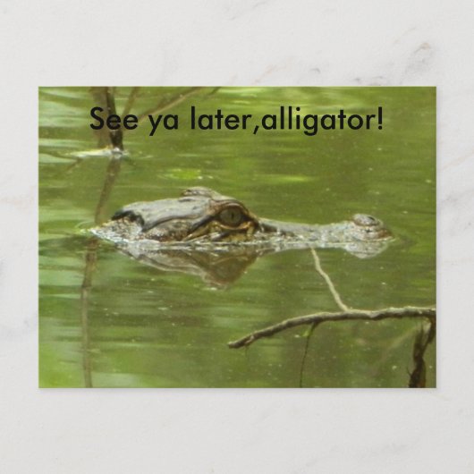Gator in Wasser nah Postkarte (Vorderseite)