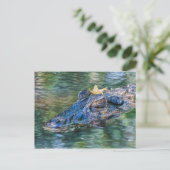 Gator mit Krone Postkarte (Stehend Vorderseite)