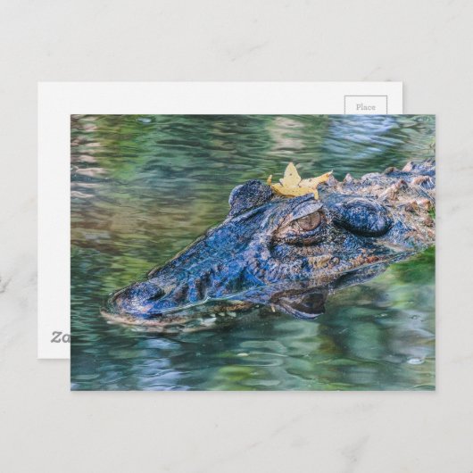 Gator mit Krone Postkarte (Vorne/Hinten)