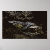 Gator Portrait Poster (Vorne)