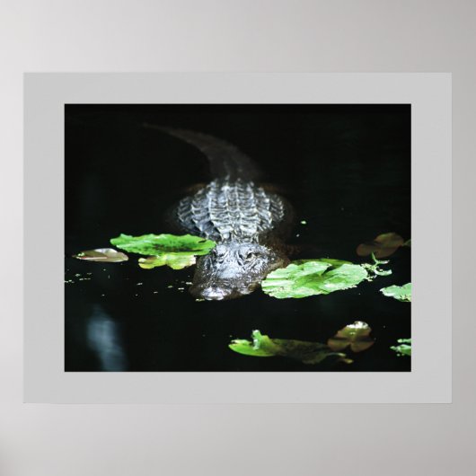 Gator Poster (Vorne)