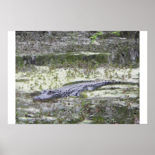 Gator Poster (Vorne)