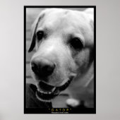 GATOR POSTER (Vorne)