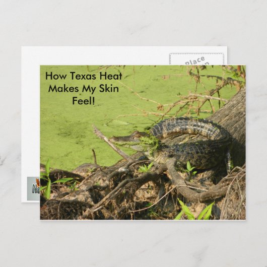 Gator Postkarte (Vorne/Hinten)