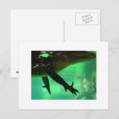 Gator Postkarte (Vorne/Hinten)