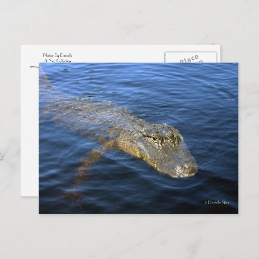 Gator Postkarte (Vorne/Hinten)