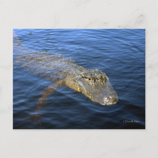 Gator Postkarte (Vorderseite)