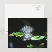 Gator Postkarte (Vorne/Hinten)