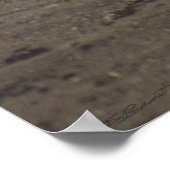 Gator Resting Poster -36x24 -andere Größen verfügb (Ecke)