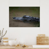 Gator Resting Poster -36x24 -andere Größen verfügb (Küche)