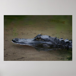 Gator Resting Poster -36x24 -andere Größen verfügb