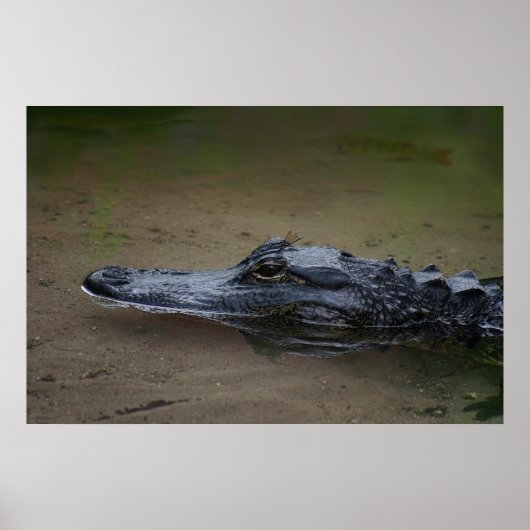 Gator Resting Poster -36x24 -andere Größen verfügb (Vorne)