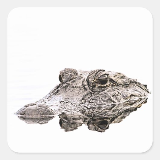 Gator Sticker (Vorderseite)
