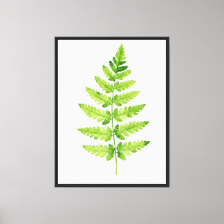 Gattung Dryopteris Leinwanddruck