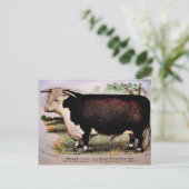 Gauci Hereford Cattle Postcard Postkarte (Stehend Vorderseite)