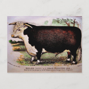 Gauci Hereford Cattle Postcard Postkarte
