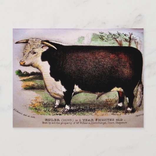 Gauci Hereford Cattle Postcard Postkarte (Vorderseite)