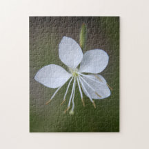 Gaura lindheimeri - Whirling Schmetterlinge