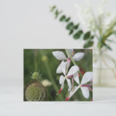 Gaura Postkarte (Stehend Vorderseite)