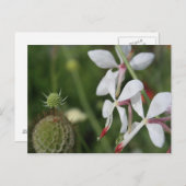 Gaura Postkarte (Vorne/Hinten)