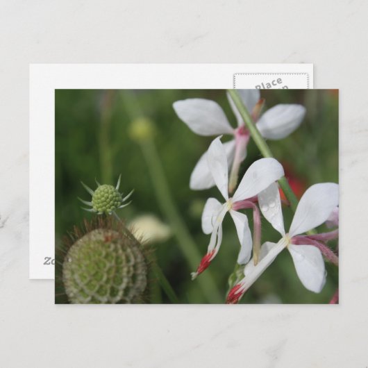 Gaura Postkarte (Vorne/Hinten)