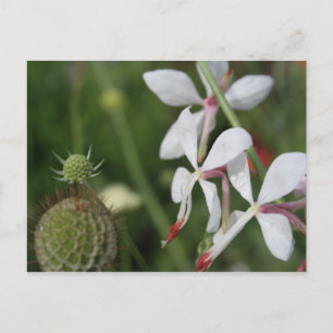 Gaura Postkarte