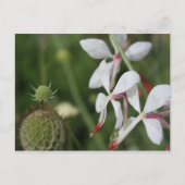 Gaura Postkarte (Vorderseite)