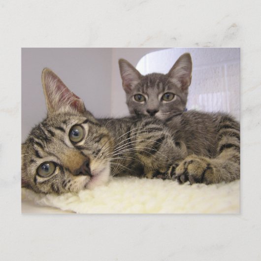 Gaven & Grover Postkarte (Vorderseite)