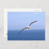 Gaviota Postkarte (Vorne/Hinten)