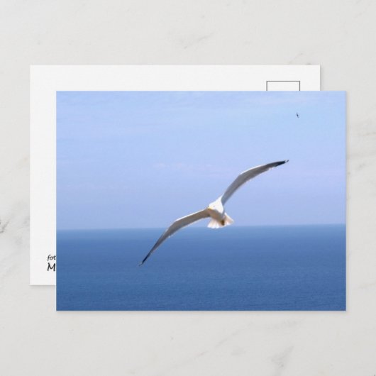 Gaviota Postkarte (Vorne/Hinten)