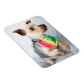 Gay Pride Rainbow Dog | Yorkshire Terrier Magnet (Rechte Seite)