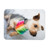 Gay Pride Rainbow Dog | Yorkshire Terrier Magnet (Horizontal)